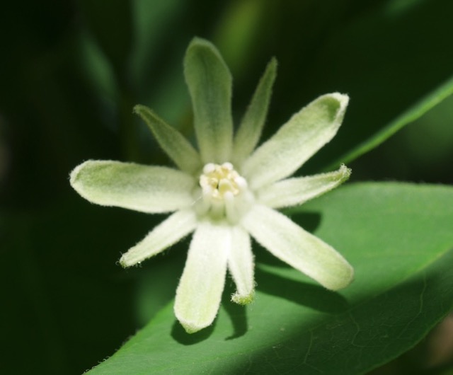 Kentucky Coffetree ケンタッキーコーヒーノキの花