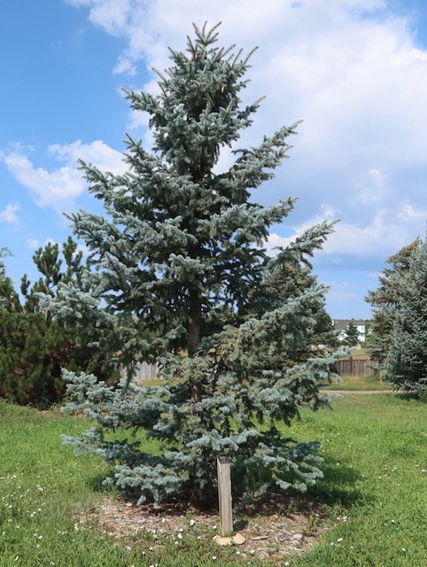 kosteri Spruce  アメリカの木