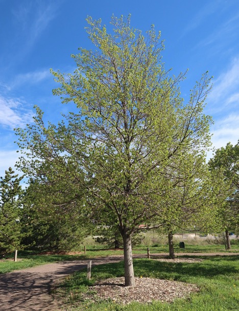 アメリカの木 Linden ボダイジュ