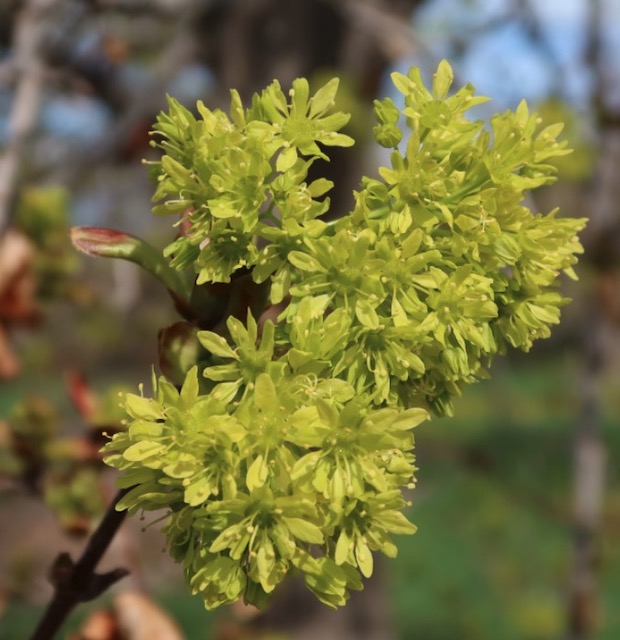 Norway Maple メープル -アメリカの木