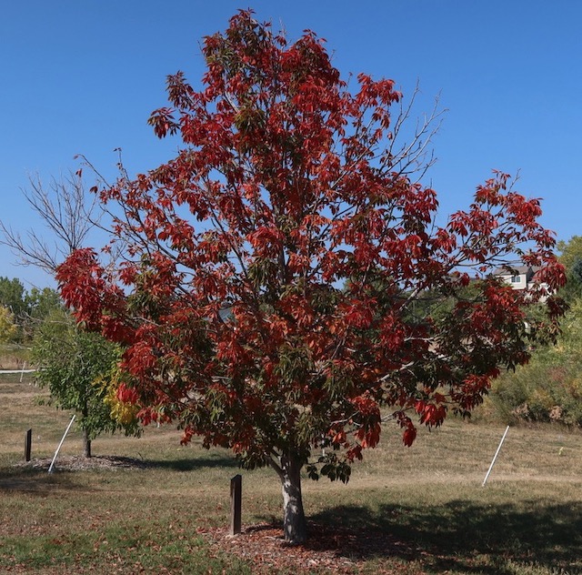 Ohio Buckeye 2020-10