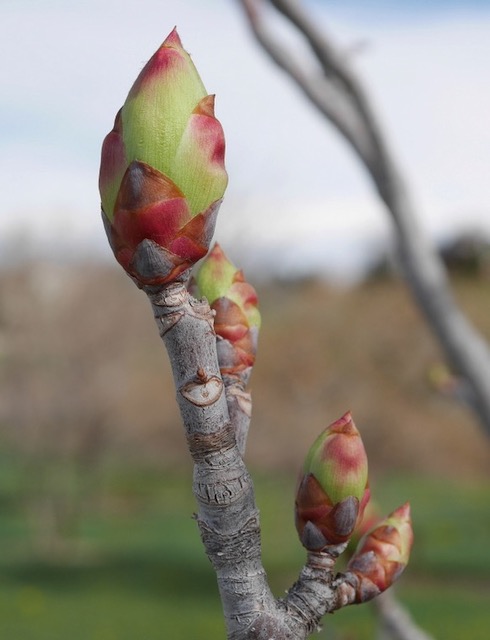 Ohio Buckeye トチの木 -アメリカの木