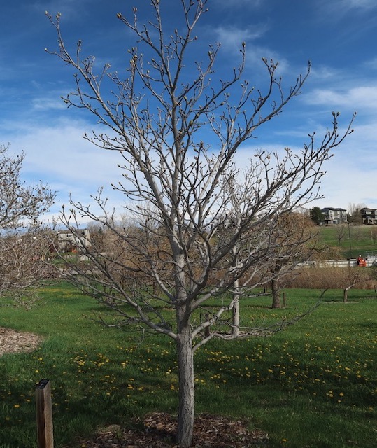 Ohio Buckeye トチの木 -アメリカの木