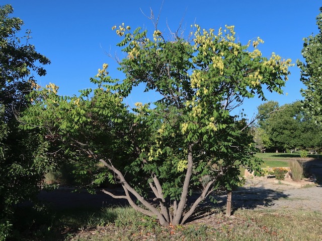 Goldenraintree 木欒子（もくげんじ）panicled goldenraintree -アメリカの木