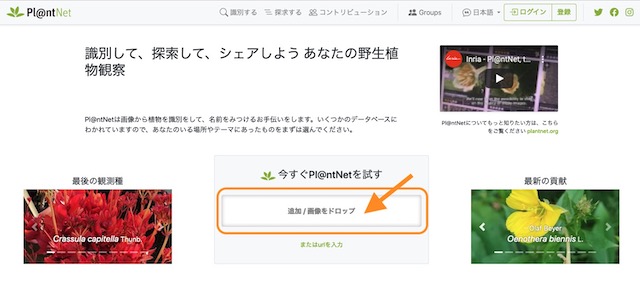 植物　 Plantnet で識別