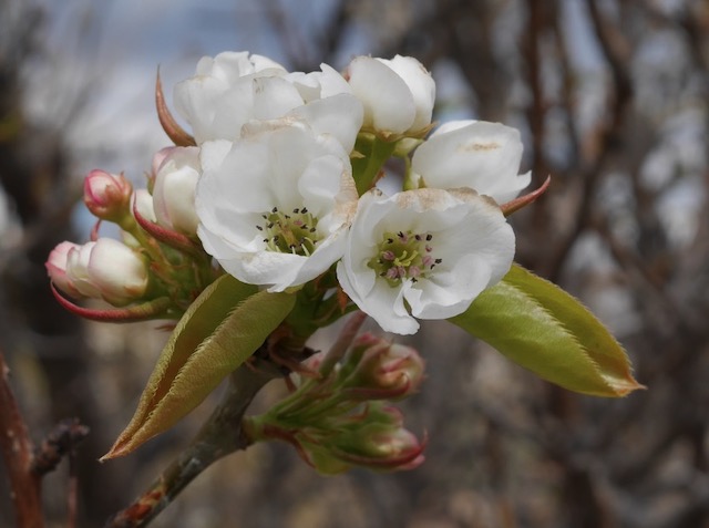 Prairie Gem Pear アメリカの木