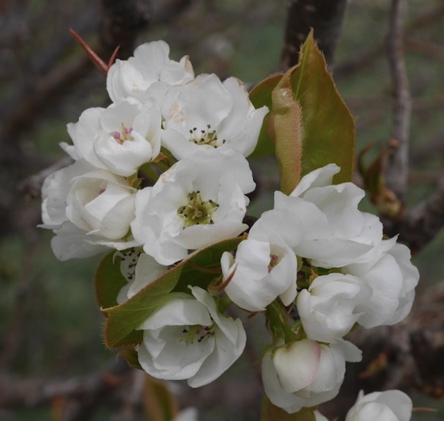 Prairie Gem Pear アメリカの木