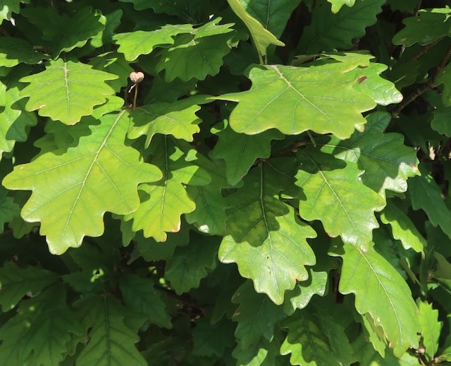 アメリカの木 Regal Prince Oak