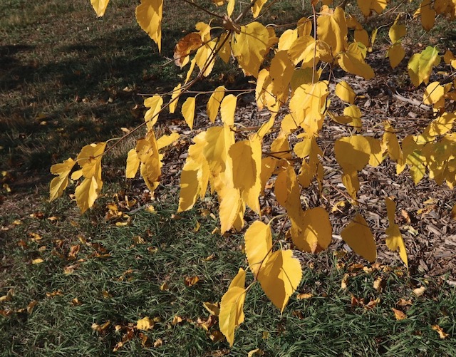 mulberry  桑 Russian mulberry -アメリカの木