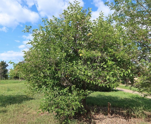 mulberry  桑 Russian mulberry -アメリカの木