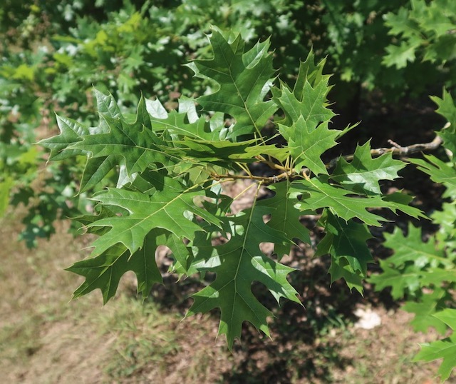 アメリカの木 Scarlet Oak