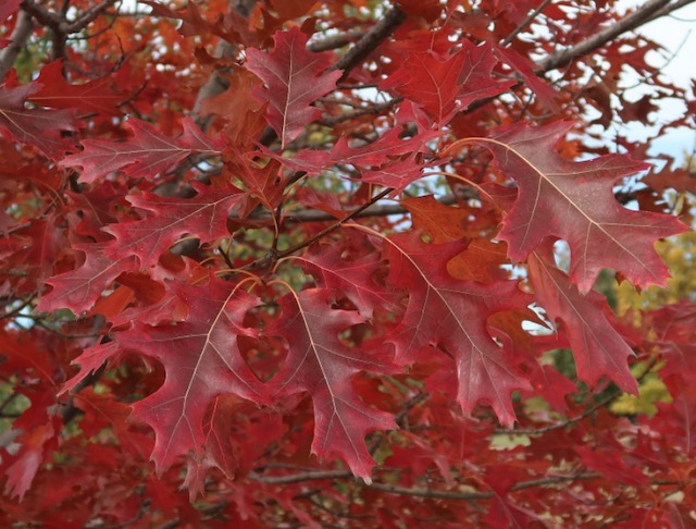 アメリカの木 Shunmard Oak 