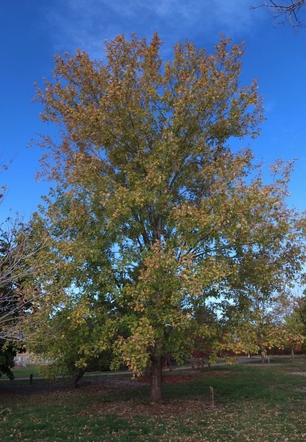 Silver Maple メープル -アメリカの木