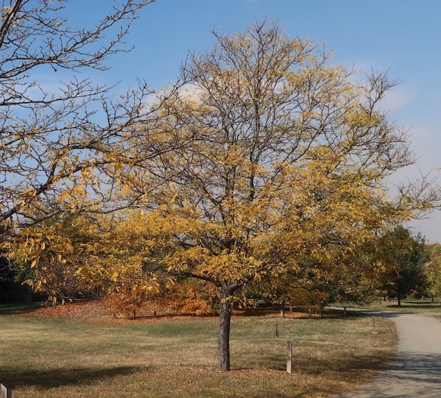 Honeylocust アメリカサイカチ skyline honeylocust -アメリカの木