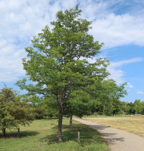 Honeylocust アメリカサイカチ skyline honeylocust -アメリカの木