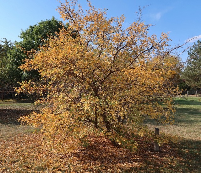 Toba Hawthorn サンザシ -アメリカの木