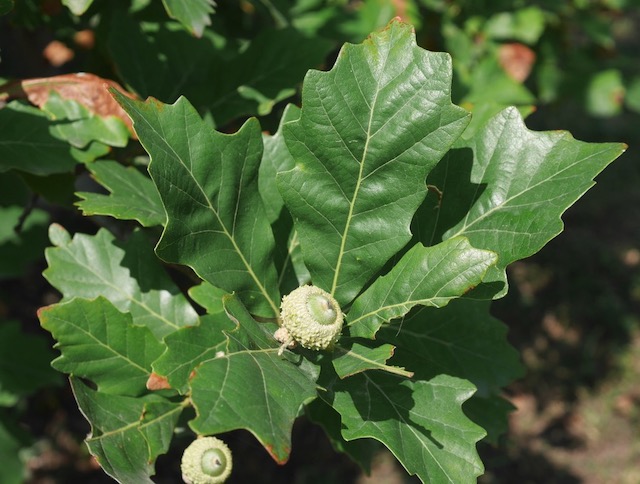 アメリカの木 Swamp White Oak