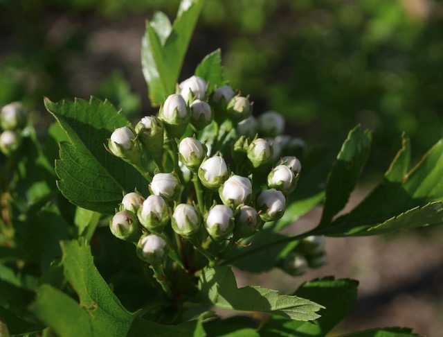 Toba Hawthorn サンザシ -アメリカの木