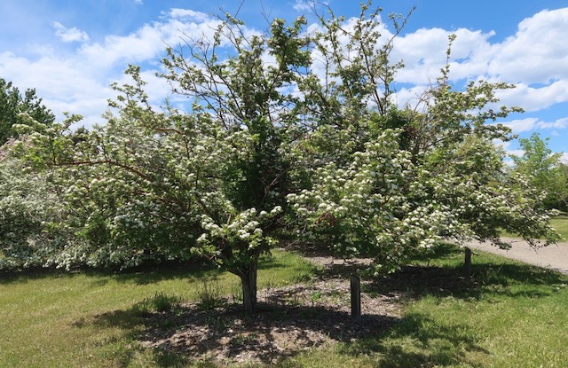 Toba Hawthorn サンザシ -アメリカの木