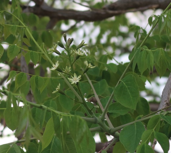 Kentucky Coffetree ケンタッキーコーヒーノキの花