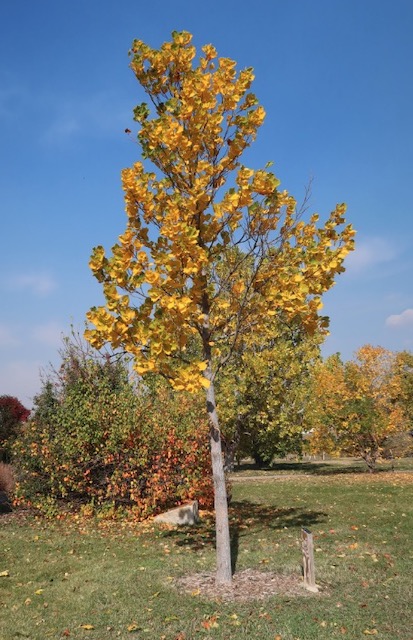 Tuliptree ユリノキの花