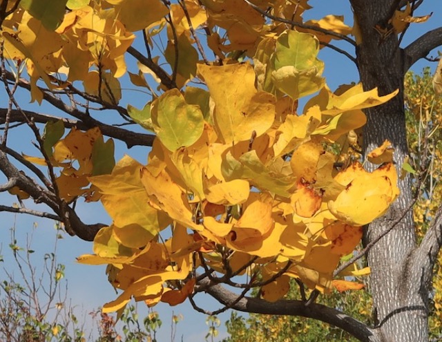 Tuliptree ユリノキの花