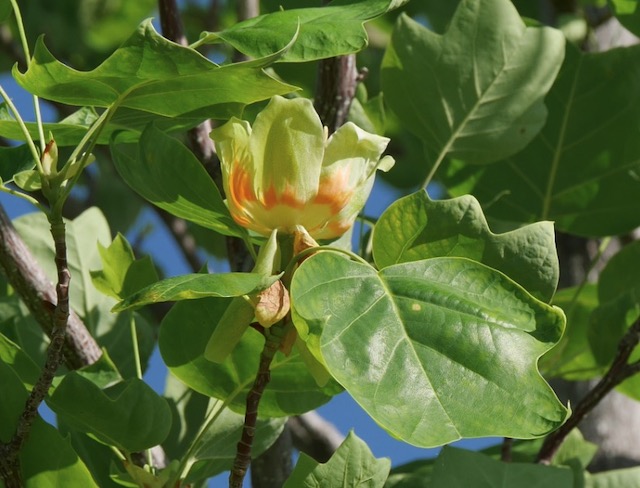 Tuliptree ユリノキの花