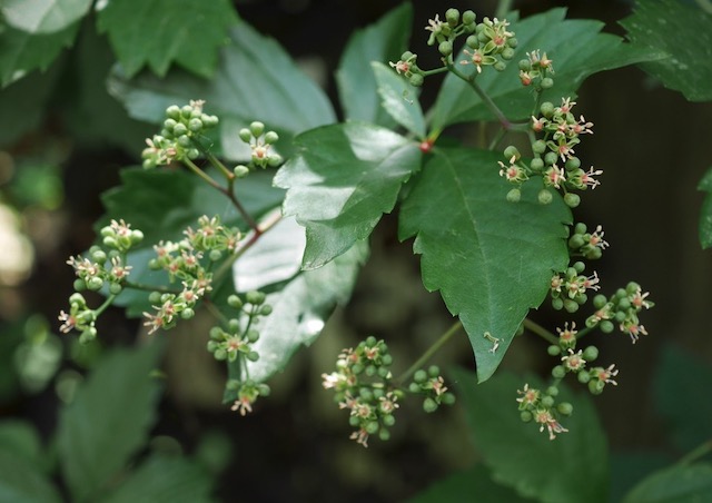 virginia creeper アメリカヅタ　花