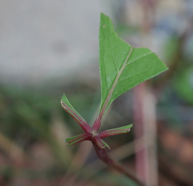 virginia creeper アメリカヅタ