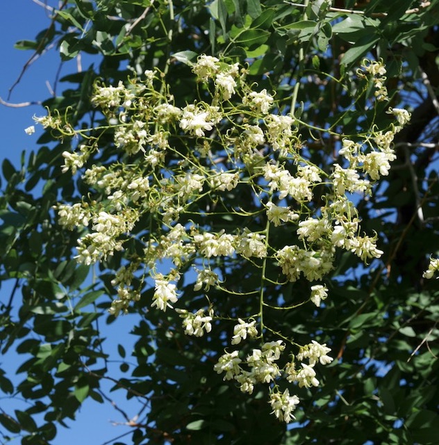 Weeping Japanese Pagodatree エンジュ アメリカの木