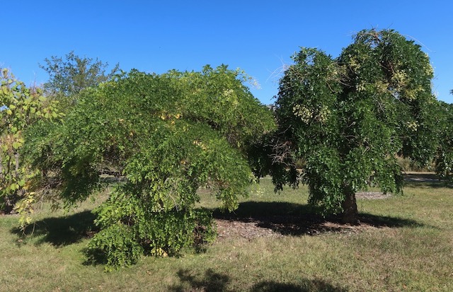 Weeping Japanese Pagodatree エンジュ アメリカの木