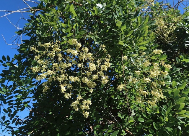 Weeping Japanese Pagodatree エンジュ アメリカの木