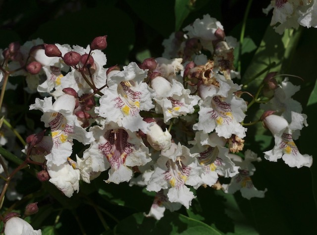 catalpa キササゲ （梓）western catalpa -アメリカの木