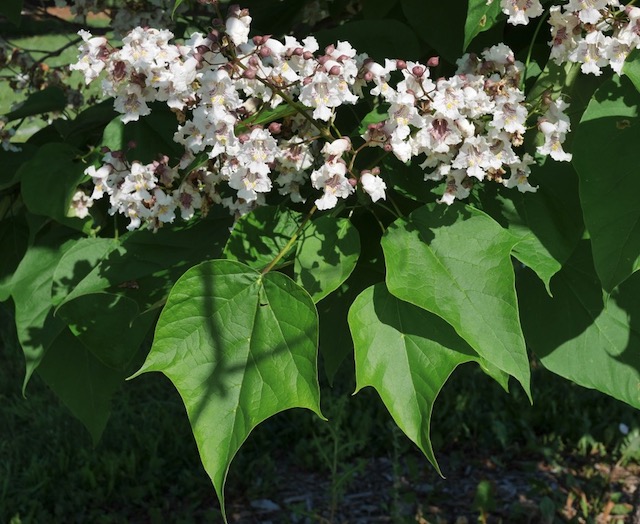 catalpa キササゲ （梓）western catalpa -アメリカの木