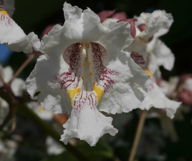 catalpa キササゲ （梓）western catalpa -アメリカの木