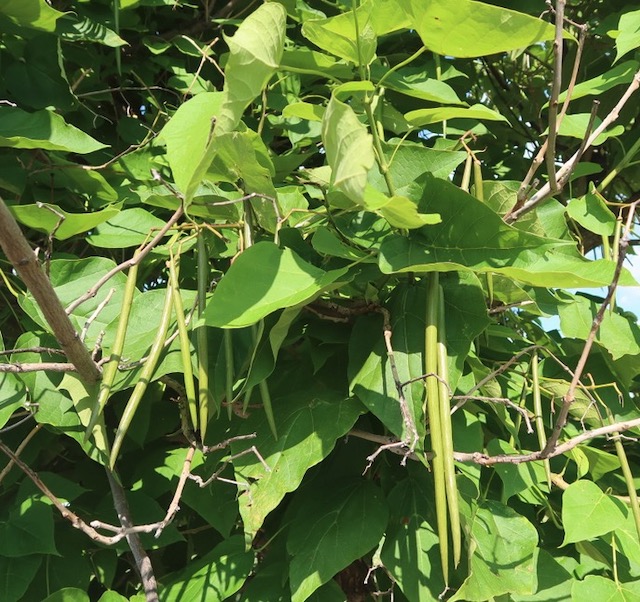 catalpa キササゲ （梓）western catalpa -アメリカの木