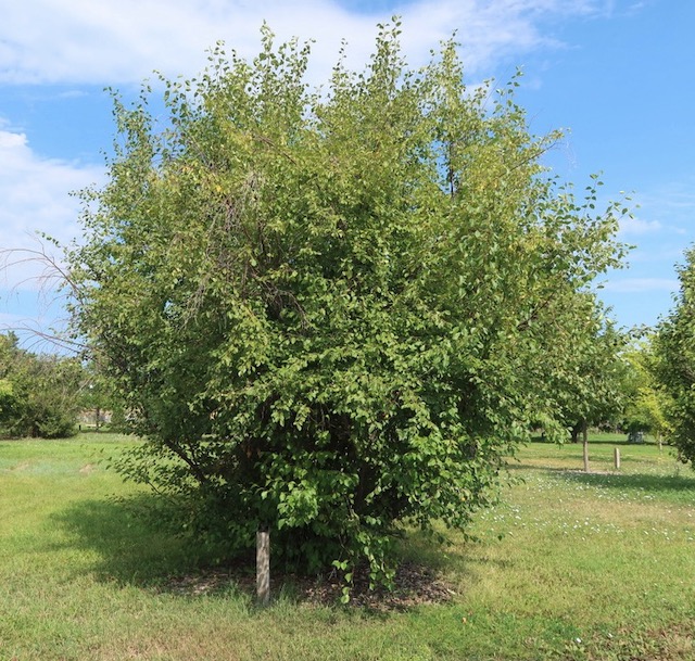 Birch カバノキ 白樺 western river birch -アメリカの木