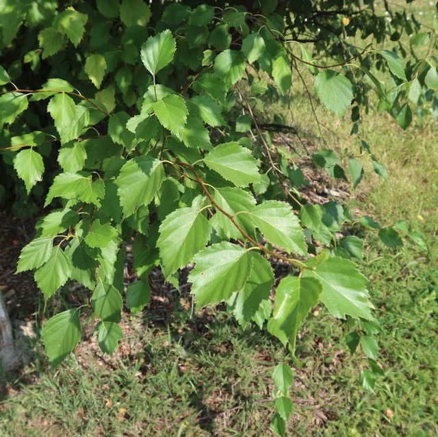 Birch カバノキ 白樺 western river birch -アメリカの木