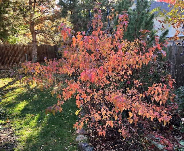 アメリカで植樹 Amur Maple カラコギカエデ 紅葉