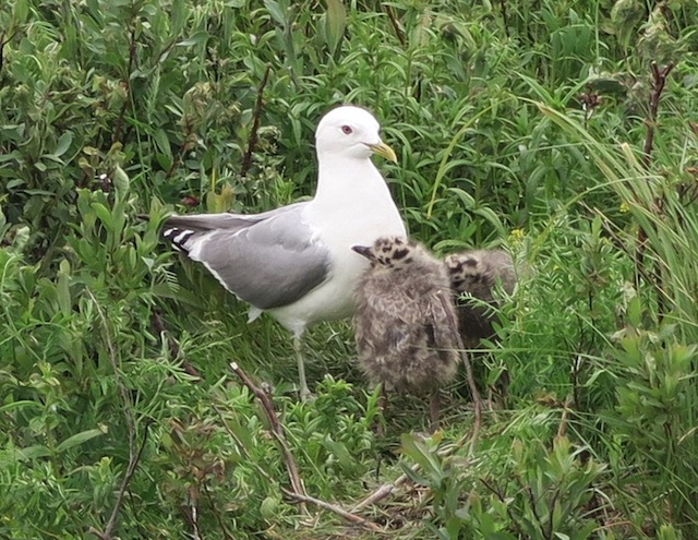 アンカレジ沿岸野生生物保護区 Anchorage Coastal Wildlife Refuge