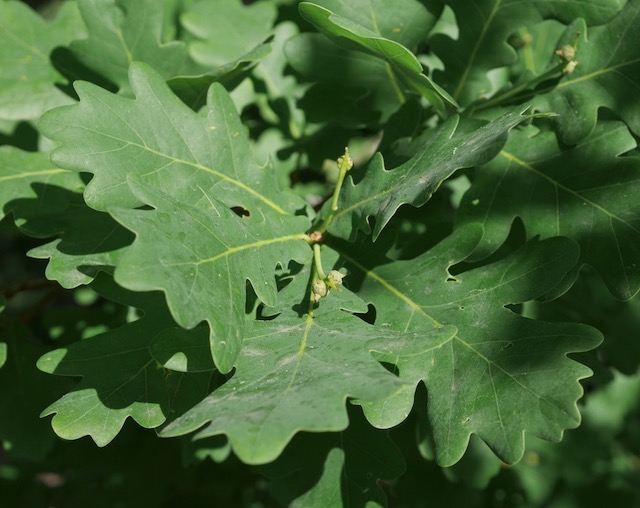 アメリカの木 Bur Oak アメリカの樹木 ミニガイド・ミニ図鑑