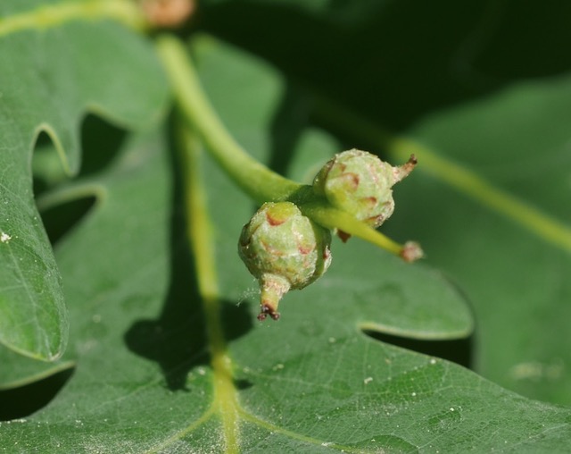 アメリカの木 Bur Oak アメリカの樹木 ミニガイド・ミニ図鑑