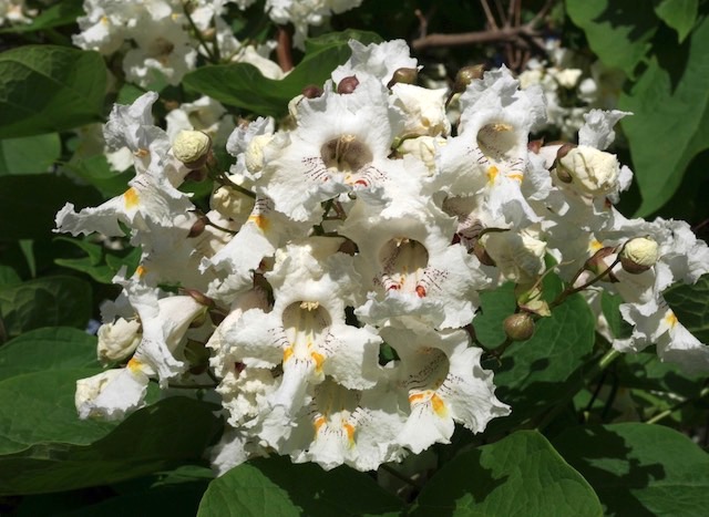 catalpa キササゲ （梓）western catalpa -アメリカの木