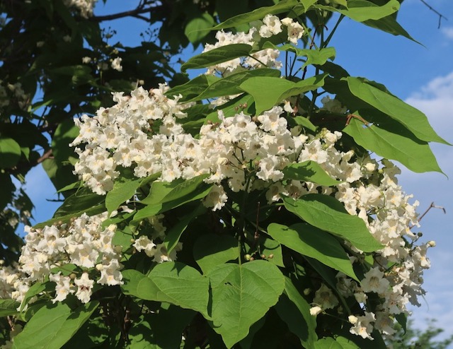 catalpa キササゲ （梓）western catalpa -アメリカの木