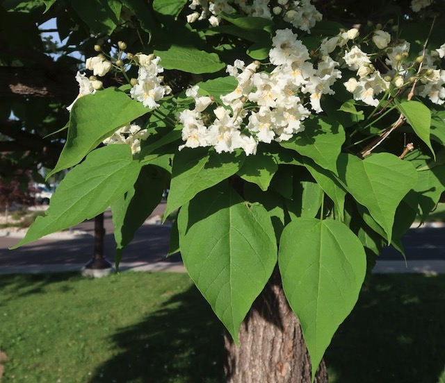 catalpa キササゲ （梓）western catalpa -アメリカの木