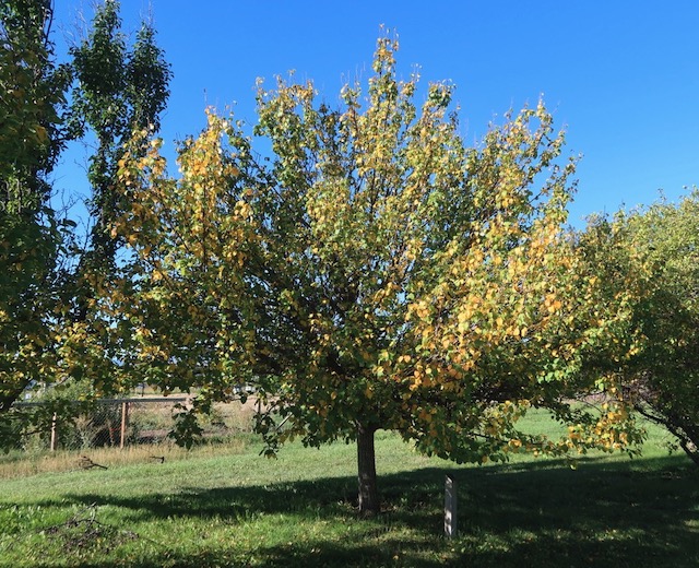 Chinese Pear 梨の木 アメリカの木