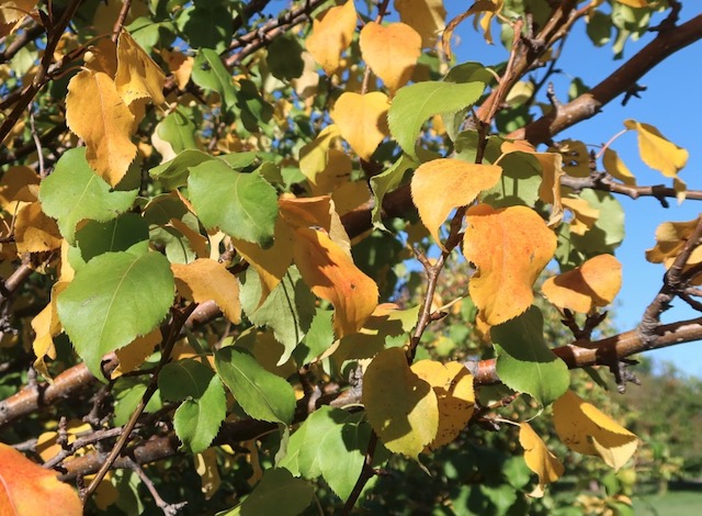 Chinese Pear 梨の木 アメリカの木