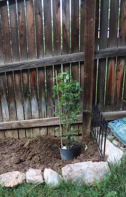 アメリカで植樹 つるバラ