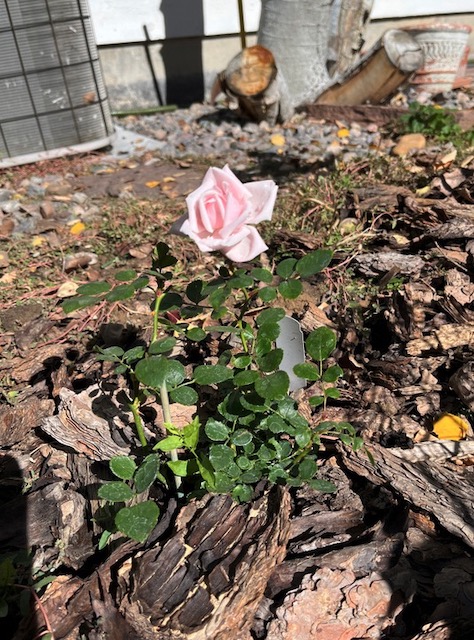 アメリカで植樹 つるバラ