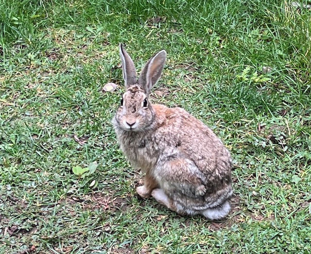 コロラドのうさぎ  Cottontail ワタオウサギ